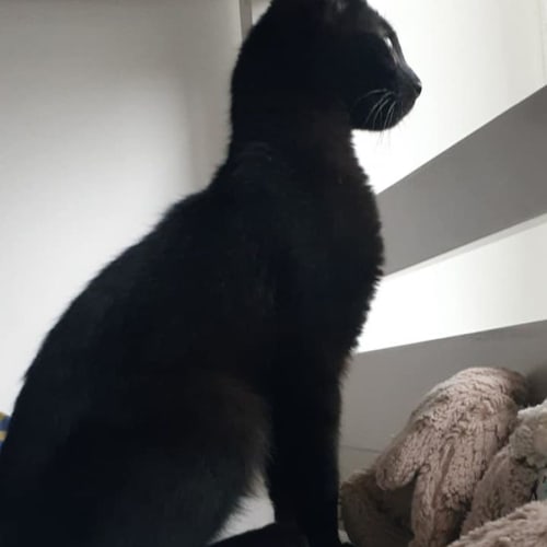 Hunter