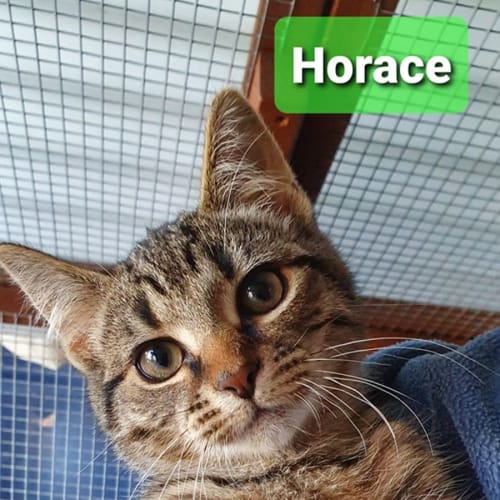Horace