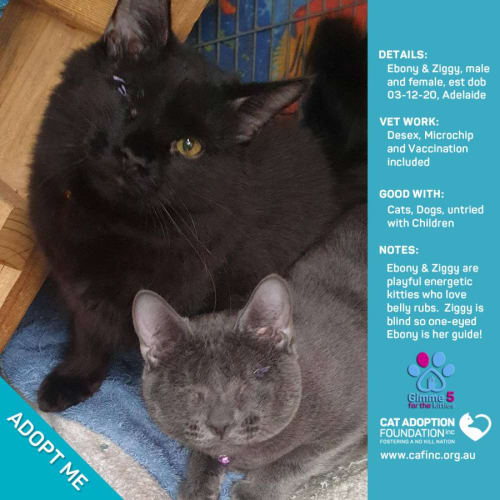 Ebony and Ziggy