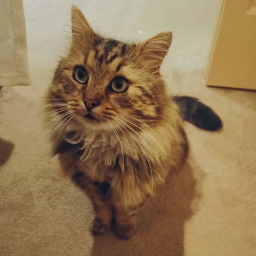 Percy 