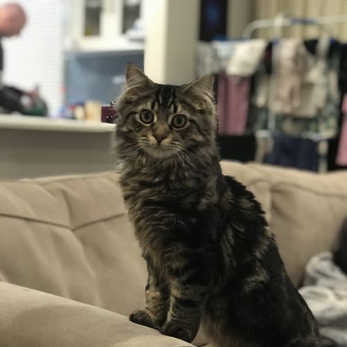 Percy 