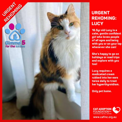 Lucy
