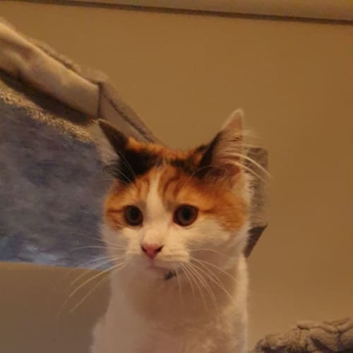 Penelope