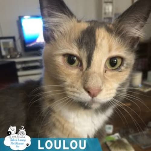 Lou Lou