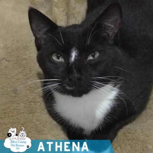 Athena