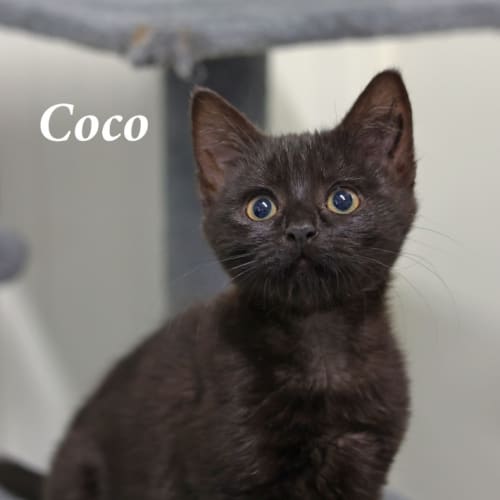Coco