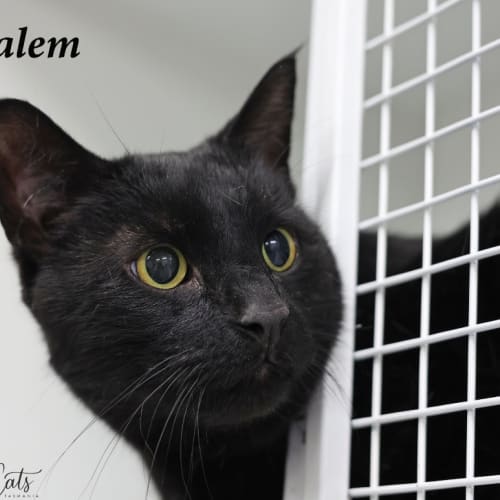Salem