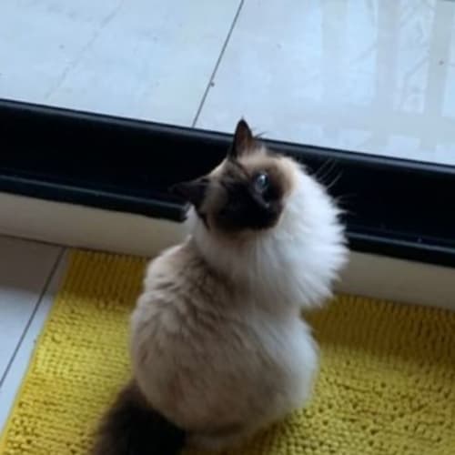 Angel 