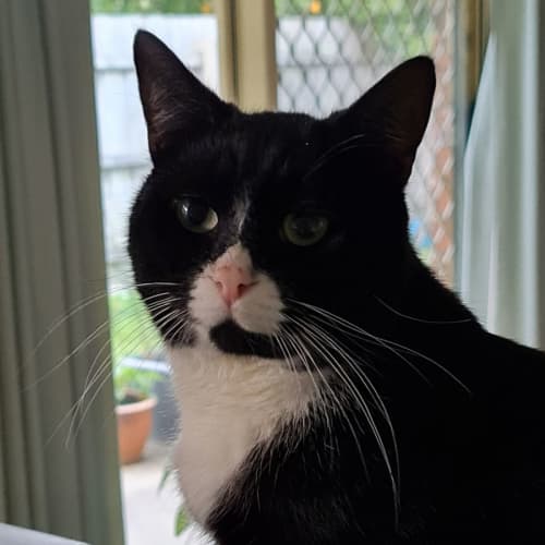 Chubbly **2nd Chance Cat Rescue**