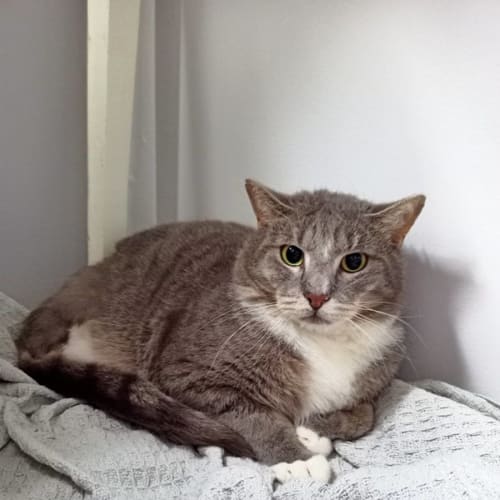 Lachlan **2nd Chance Cat Rescue **