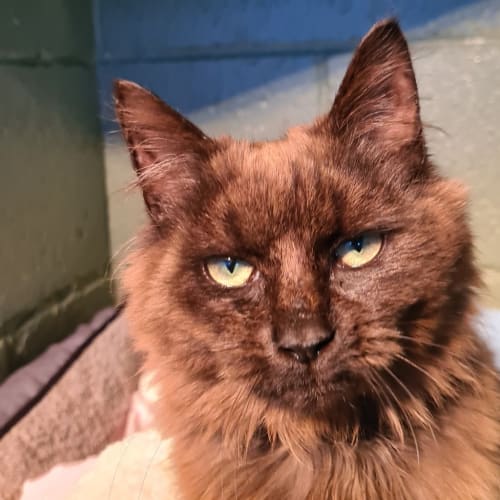 Merlin 