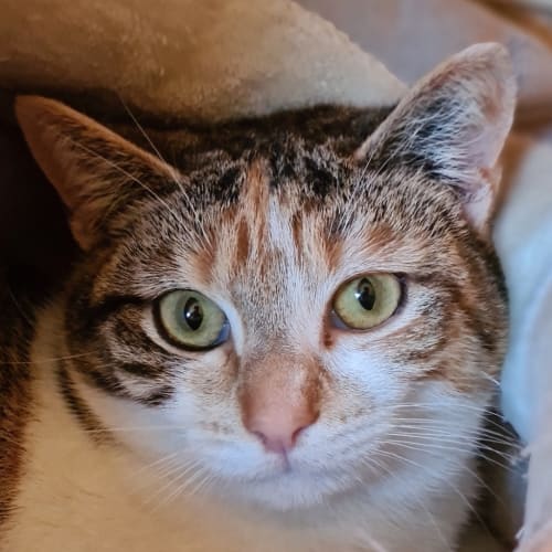 Arabella