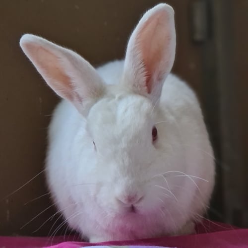 Willow