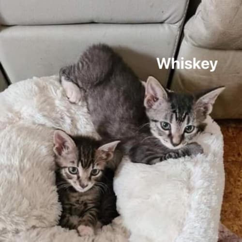 Whiskey