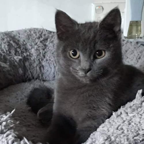 Frankie **2nd Chance Cat Rescue**