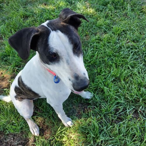 Maia * $150 Adoption Fee *