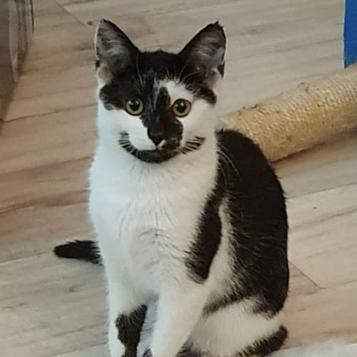 Sophie