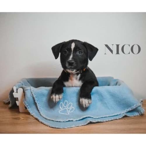 Nico