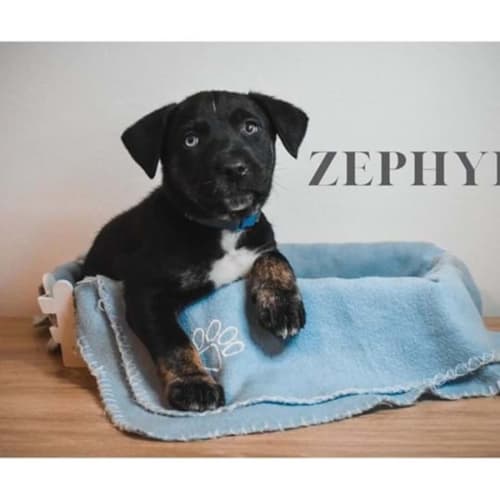 Zephyr