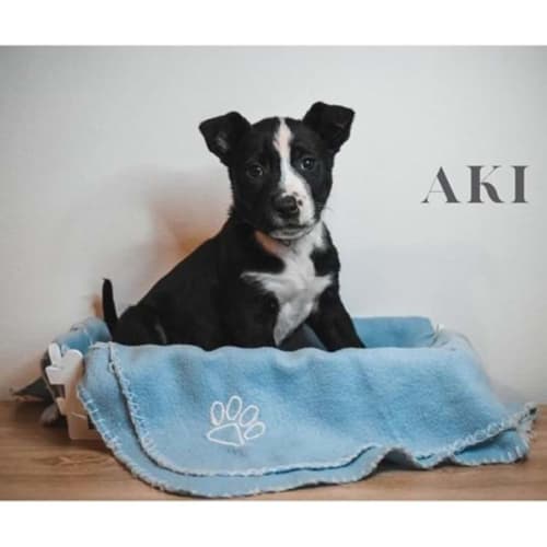 Aki