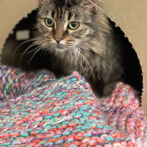 Nala