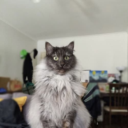 Banjo