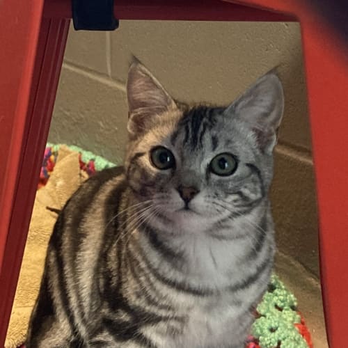 Penelope