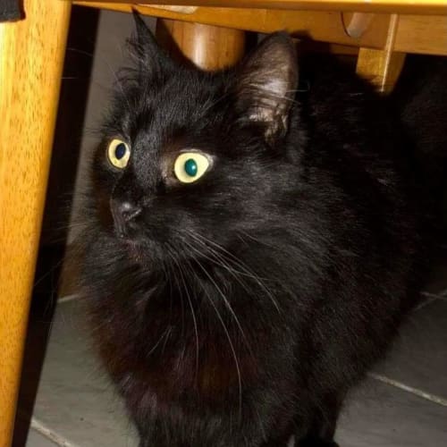 Willow the gorgeous floofball!