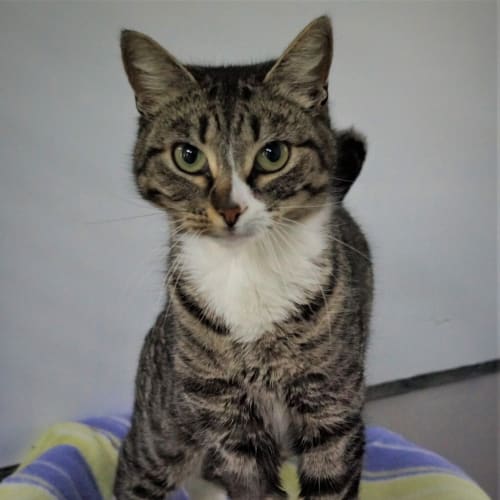 Tabby
