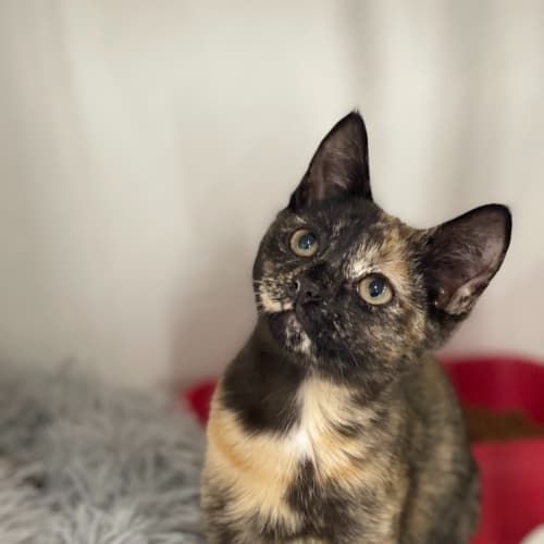 Pia