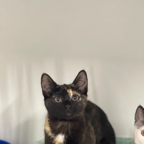 Pansy