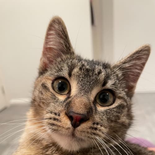 Tilly