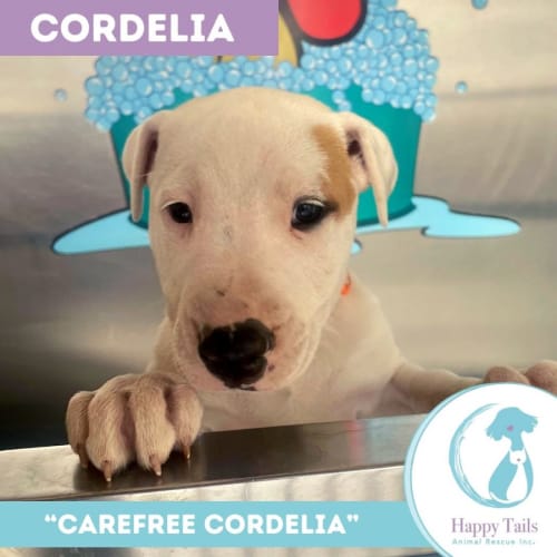 Cordelia 