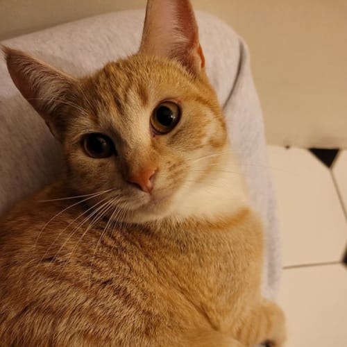 Katsu