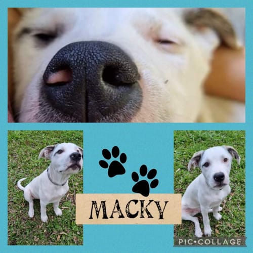 Macky
