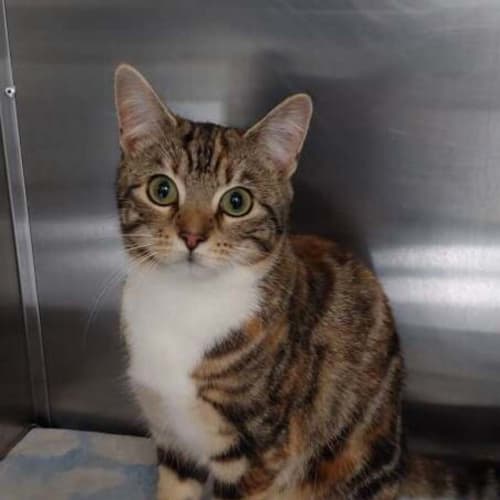 Juno