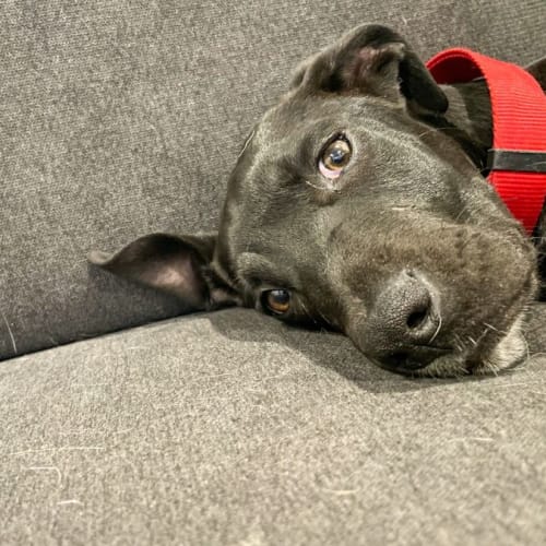 Tess ~ 5mo Mastiff X(On Trial 4/9/21)
