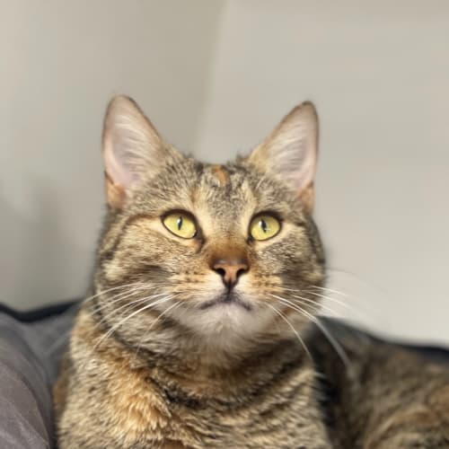Pussrietta