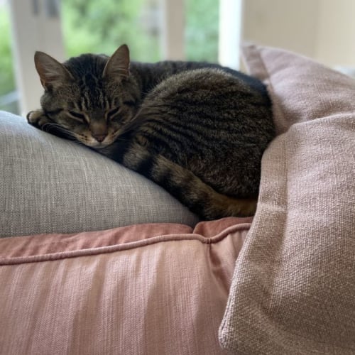 Mia ** 2nd Chance Cat Rescue**