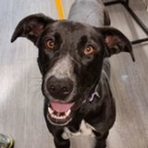Koda
