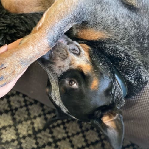 Koda