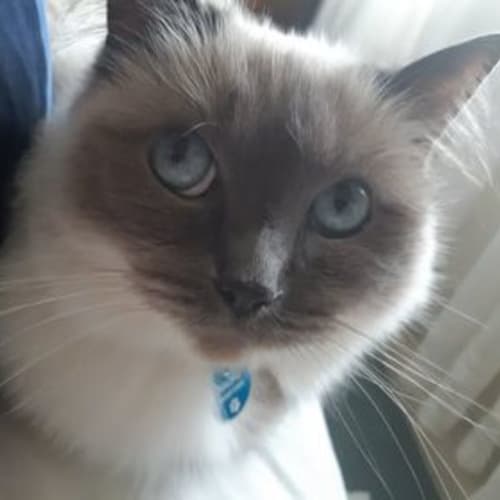Luna - Ragdoll