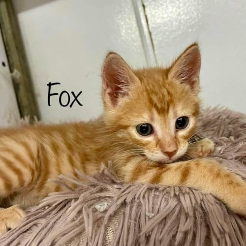 Fox