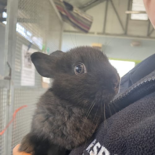 Lop