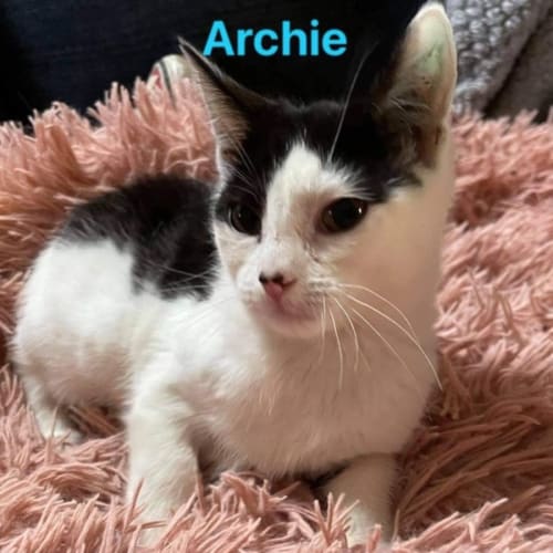Archie 