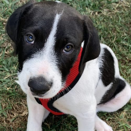 Pongo