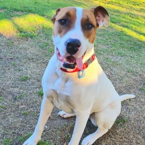 Patch * $150 Adoption Fee *
