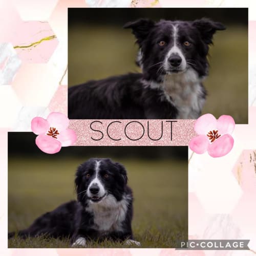 Scout