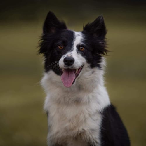 Tiabeanie