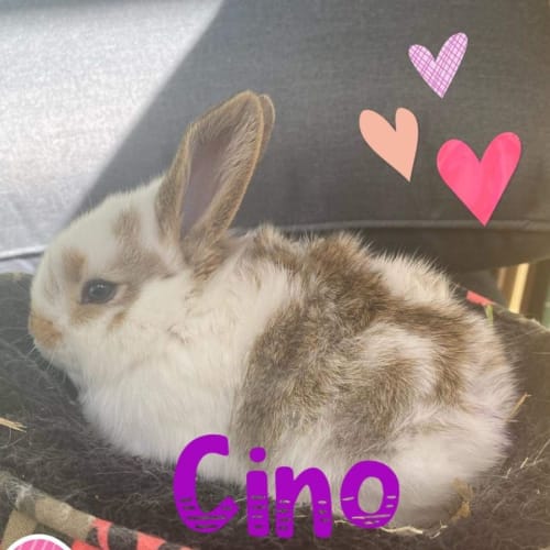 Cino